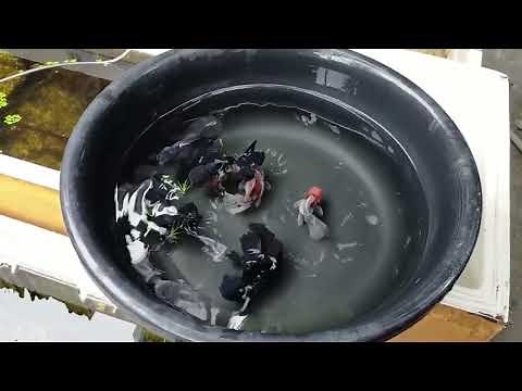 HOW TO BREED GOLDFISH in an easy and natural way BASIC BREEDING TIPS for NEWBIE