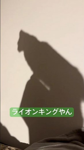 猫ちゃんと遊ぶ方法『ライオンキングごっこ』 #cat #あるある #コントチャンネル #大天使