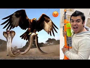 Eagle Ny Big Snake Sa Fight Ki 😡 Hmara Badla Lea 😨