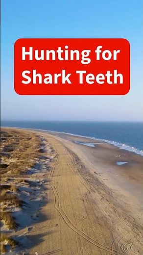 Searching for Shark Teeth on Tybee Island