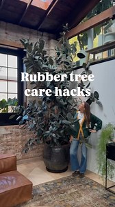 127K views · 6.7K reactions | Did you know this about your rubber tree?! Rubber trees are on of my all time favorite houseplants. Less dramatic than a fiddle but just as stunning! #rubbertree #bigplants #houseplantcare #planthacks | Happy Happy Houseplant | Facebook