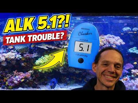 I Haven’t Tested My Reef Tank in YEARS... (The Results Were Shocking!)