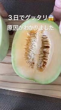 プリンスメロン ３日でグッタリ！急に枯れた原因が分かりました！/プリンスメロン収穫前に枯れた/急に枯れたメロン/コンテナ栽培メロン/#shorts /家庭菜園
