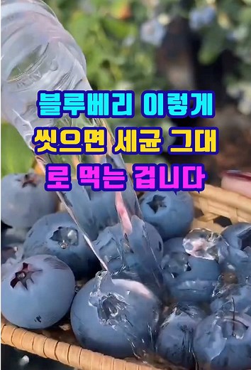 블루베리 이렇게 씻으면 세균 그대로 먹는 겁니다 #블루베리세척 #건강꿀팁 #생활꿀팁 #집밥레시피 #건강정보