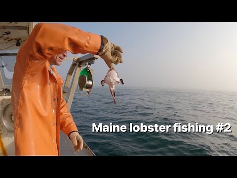 Maine lobster fishing #2