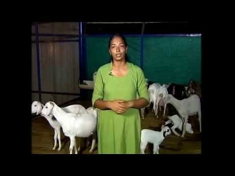 Succesful Goat Rearing in india | Learn to Do Goat Farming - Tamil