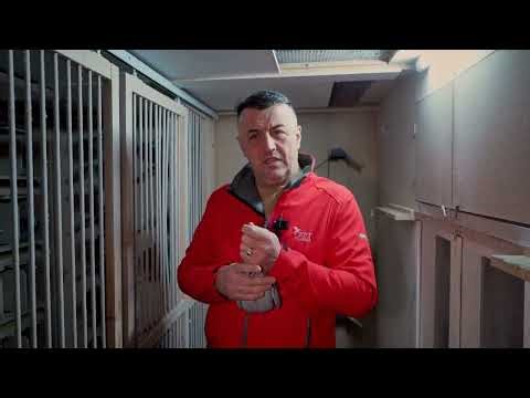 PCR testy u poštových holubov