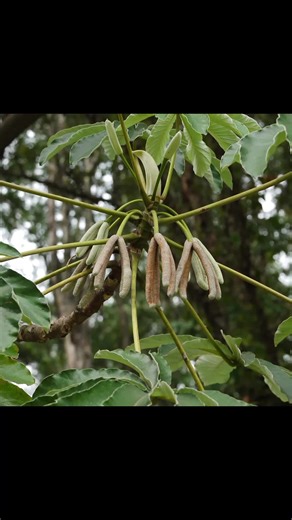 Yarumo: Planta Medicinal para Bronquitis