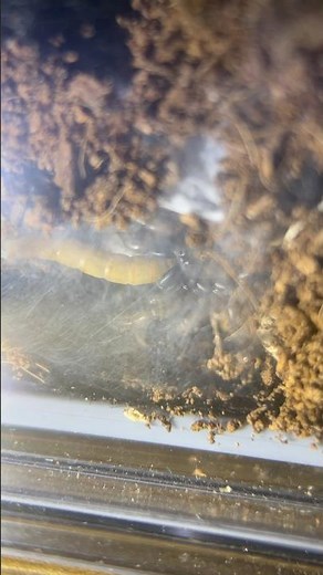 Take a look inside a tunnel web spiders underground home eating a worm! #nature #wildlife