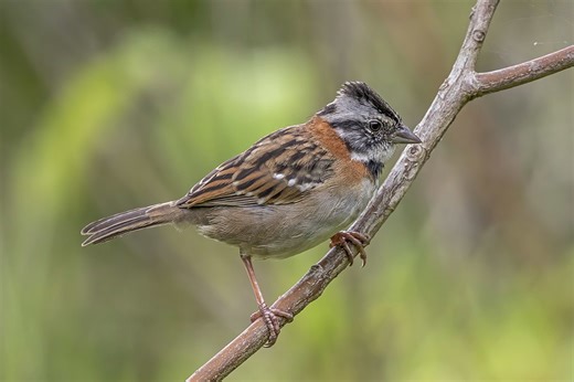 Robot helps birds rediscover a vanished birdsong