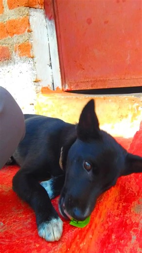 cute dog 🐶🐕😄 🙂#viral #shorts #dog #shortvideo #shortsviral #funny #anmals #youtubeshorts #explore