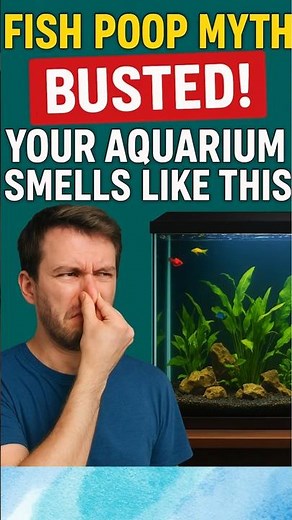 Why Your Aquarium Smells Bad