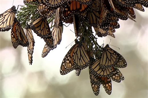 Monarch Butterfly Proposed For Endangered Species Act Protection