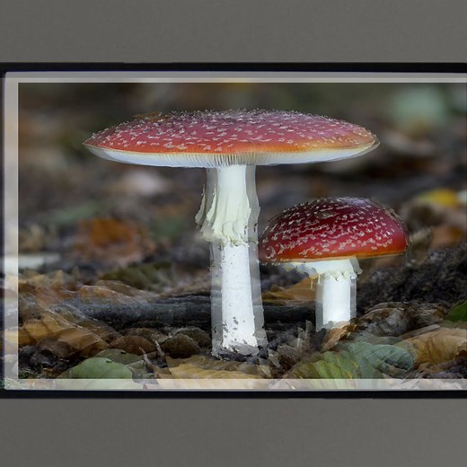 Afternoon universe. Aren't these Fly Agarics just gorgeous? Make a lovely print for a wall in your house. https://folksy.com/items/8548993-Fly-Agaric-twins-print Printed on high quality Permajet paper and supplied rolled in a tube for you to frame as you wish. | Azimuth Images Ltd