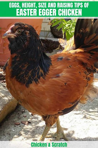 Easter Egger Chicken: Appearance, Size, Eggs, Raising and More