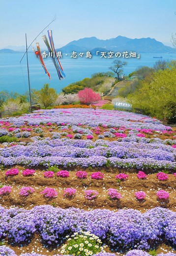 志々島の芝桜と花畑の復活