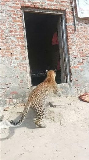 Address: Street, Apt, City, Country/Region, Province, Postal code #freefire