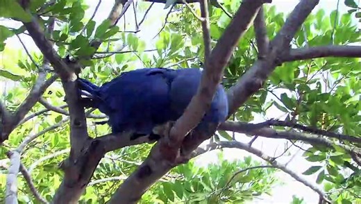 Meet the Macaws: Some of the Parrot Family's Biggest, Most Dazzling Stars