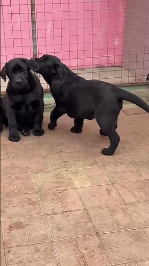 Meet These Majestic Black Labrador Retrievers 🖤 | Gentle Giants You'll Instantly Love! 🐶