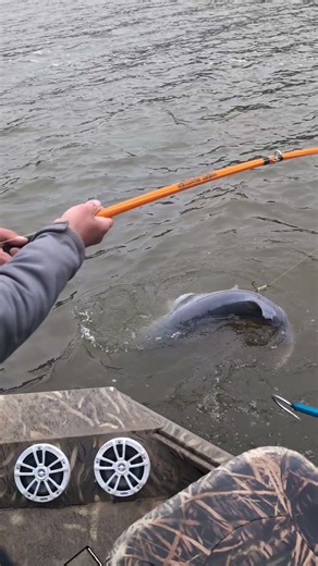 Spoonbill snagging Lake of the Ozarks