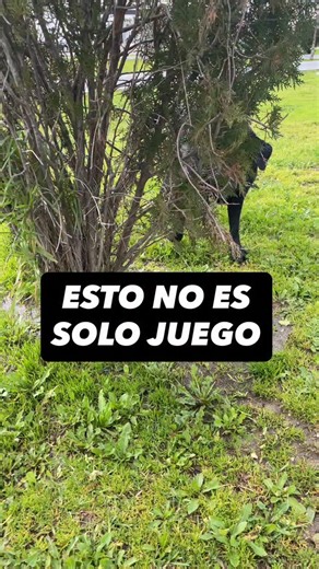 Juan Manuel - Educación Canina🐶 on Instagram: "EL PODER DEL JUEGO👇 Esto no es solo juego. Aquí no hay juguetes. No hay órdenes. No hay premios. Hay algo mucho más simple: interacción real entre un perro y su persona. Cuando juegas así, lo que ocurre no es solo que el perro corra. Ocurre que se regula, se conecta contigo y descarga energía de forma sana. Y no es una opinión. Hay estudios en comportamiento canino que muestran que el juego perro-humano aumenta la motivación social del perro, mejo