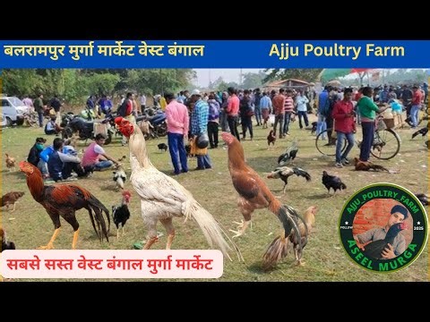 Balrampur murga market/Balrampur murga hat #aseelmurga #murga #westbengal #balrampur