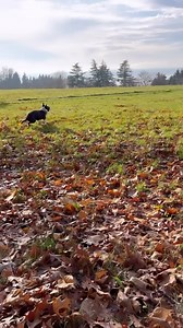 6.4K views · 10K reactions | Fast as f@$& boiii  Follow...