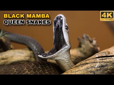 Black Mamba: The Queen of Dangerous Snakes