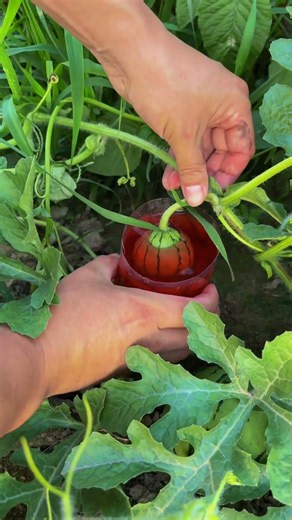 What Happens If You Soak Watermelon in Red Water? 🍉😱