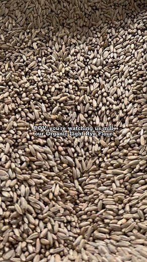 🌾 Step into Janie’s Mill and watch as we stone-grind our organic rye berries into silky-smooth Organic Light Rye Flour! ✨ During the process, we sift out some of the bran for a more delicate texture, while our stone-milling process preserves the nutrients and sweet, earthy flavors of the whole rye kernel. 💛 Our Light Rye Flour is incredibly versatile! Try it in biscuits, pancakes, cookies, and brownies for a unique depth of flavor. And of course, it's perfect for traditional rye breads! Substi