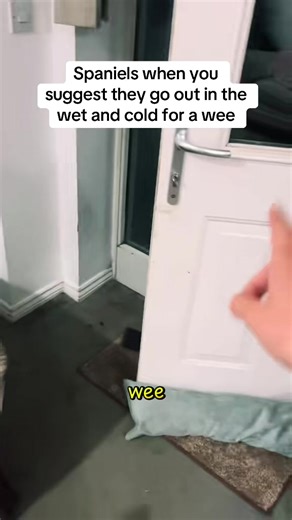 He’d rather slap me 🤭#cockerspaniel #onthisday