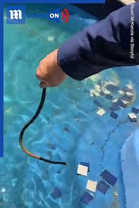 20K views · 154 reactions | There’s a snake in my pool!  Via storyful | Daily Mail Video | Facebook