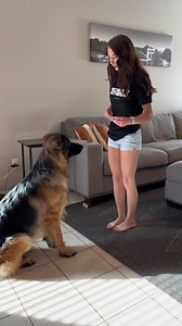 4.3K views · 127 reactions | We have officially started scent work training  we’re entering our second week now, here are the games we’re playing right now. Axel is getting used to the scent and picking up quickly what “search” means. Very excited to see him learn more! #dogs #dogsoffacebook #dogtraining #scentwork | AxelUnleashed | Facebook