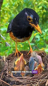 Nature’s Hygiene: Why Mother Birds Remove Fecal Sacs #usa #uk #canada #australia #japan #germany
