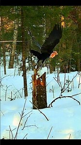 Huge Wild Raven Finds Chicken Carcass In Snow, Devours it and Flies Away With. Trailcam 🐦❄️