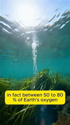 Where does 50% of our Oxygen come from?
