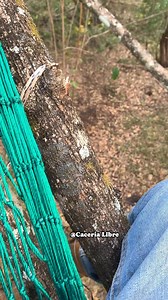 1.9M views · 10K reactions | Poniendo A Prueba Los Tips De Los Compañeros, Cuerda Para Apoyar Los Pies  #cacerialibre #hunting #outdoors #naturaleza #caza | Cacería Libre | Facebook