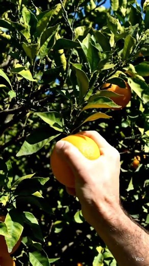 "Unlocking the Secrets of Cultiva: A Deep Dive into the World of Urban Gardening