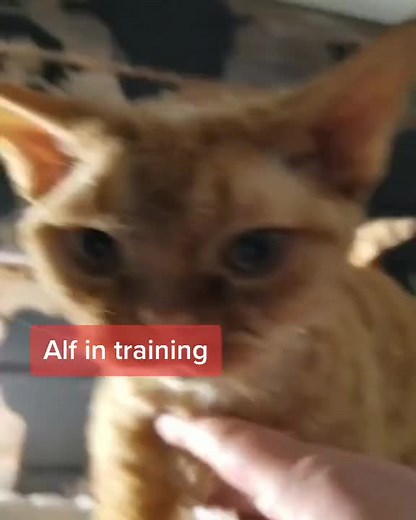 Alf In Training