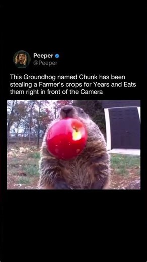 A groundhog nicknamed "Chunk" became a viral sensation after .......