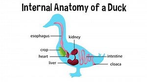 Animated Internal Anatomy Duck Stock Footage Video (100% Royalty-free) 1085468609 | Shutterstock