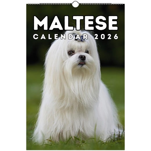 Maltese Wall Calendar 2026, Maltese Dog Lovers & Owners Gift - Etsy