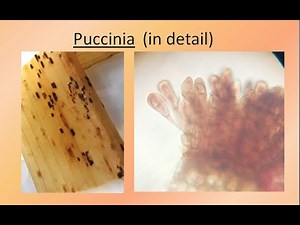 Puccinia in detail | For B.Sc. and M.Sc. | ALL ABOUT BIOLOGY | BY JYOTI VERMA