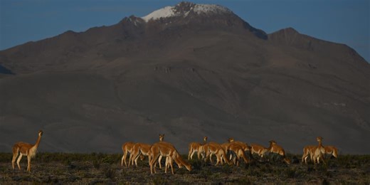 Llama relative's poop helps ecosystems adapt to climate change, study finds