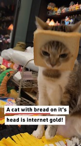 25K views · 75 reactions | This cat made quite the fashion statement with a slice of bread! #cats #catvideos #catsandbread | Reader's Digest | Facebook