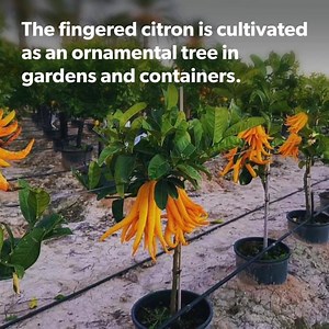Citrus medica var. sarcodactylis, or the fingered citron, is an unusually shaped citron variety whose fruit is segmented into finger-like sections, resembling those seen on representations of Buddha. It is called Buddha's hand in Chinese, Japanese and Korean. | Fruits N Flowers