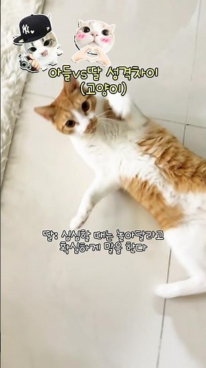 아들과 딸의 성격차이 #고양이 #아들과딸 #명숙이근황