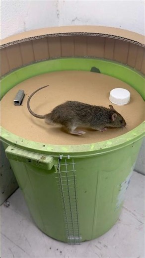 DIY Bucket Mouse Trap Test | Simple Cardboard Design #rat