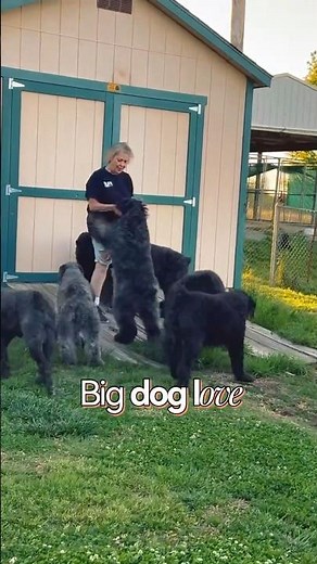 Big Dog Love❤️Hugs#bouvierdesflandres #bigdog #dogsofinstagram #dogmom #dogmom #dogvideos