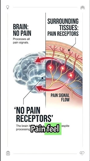 Does Your Brain Feel Pain? 🧠😳 | Mind-Blowing Brain Myth Busted! #didyouknow #facts